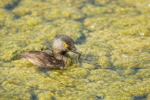 Least Grebe