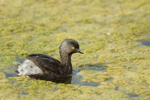 Least Grebe