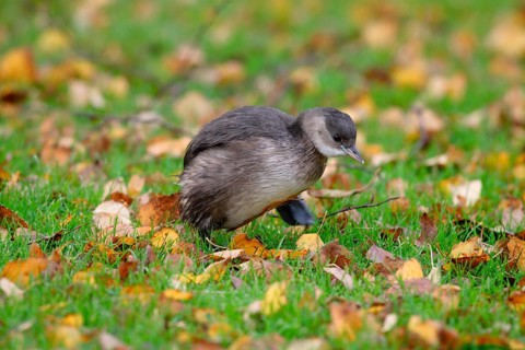 Little Grebe