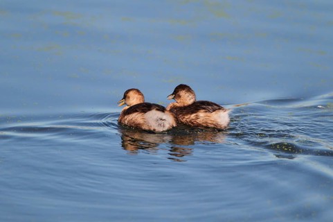 Little Grebe