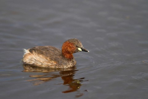 Little grebe