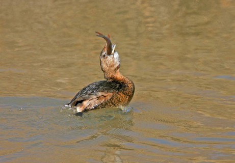 Pied-billed Grebe