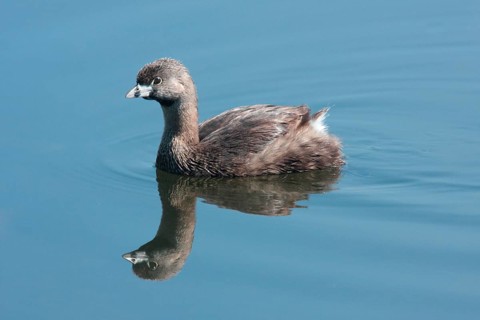 Bar-billed Grebe