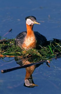 Nesting red-necked grebe