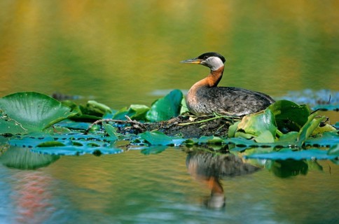 Red-necked Grebe