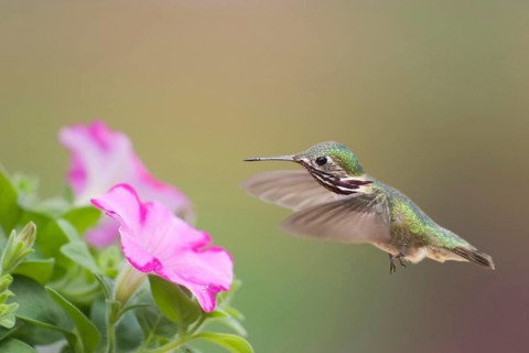 Calliope Hummingbird