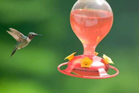 Ruby-throated Hummingbird