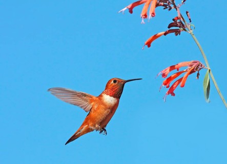 Rufous Hummingbird