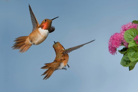 Rufous Hummingbird