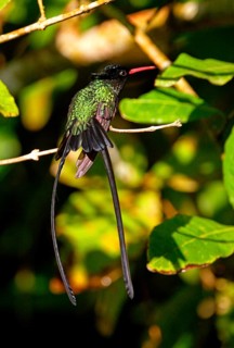 Red-billed Streamertail Hummingbird