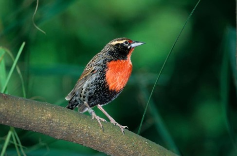 Peruvian Meadowlark