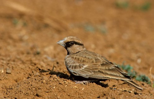 Ashy-crowned Sparrow Lark