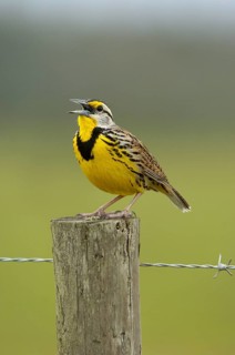 Eastern Meadowlark