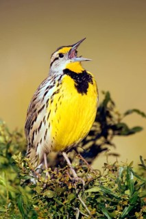Larkbird