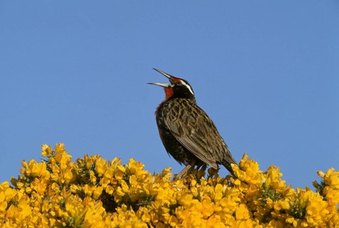 Long-tailed meadowlarks