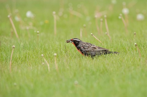 Long-tailed meadowlarks