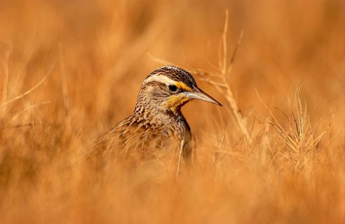 Western Meadowlark