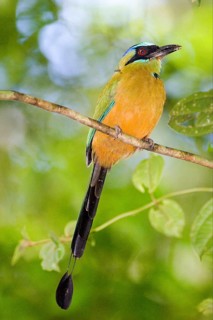 Blue-crowned motmot