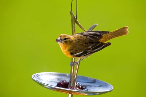 Baltimore Oriole