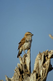 Cape sparrow