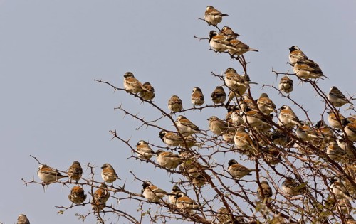 Cape Sparrow