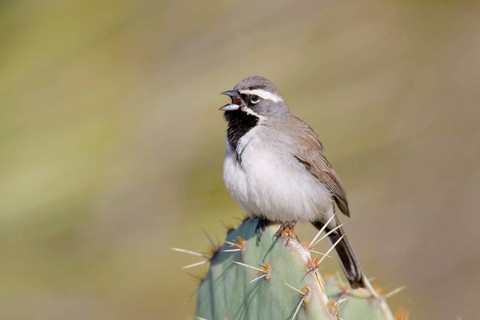 Black-throated Sparrow