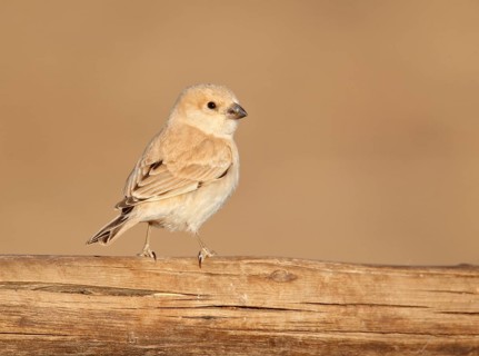 Desert Sparrow
