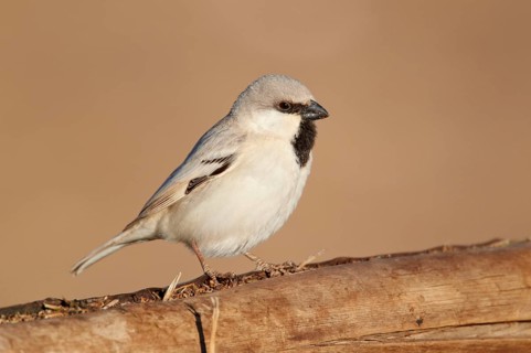 Desert Sparrow