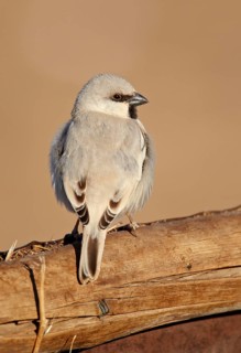 Desert Sparrow