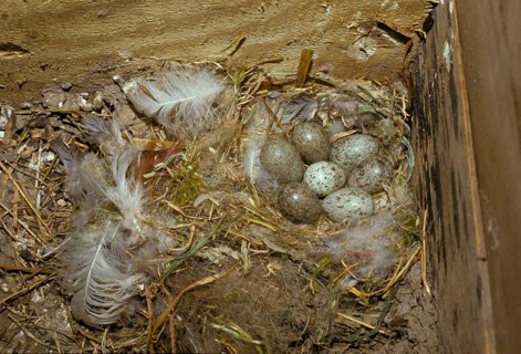House Sparrow