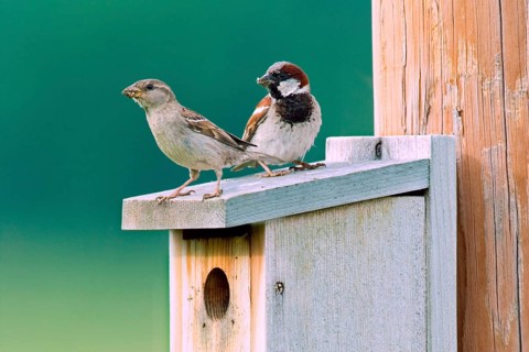 House sparrow