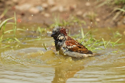 House Sparrow