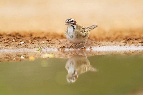 Lark Sparrow