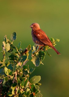 Parrot-billed Sparrow