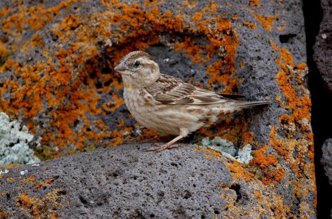 Rock Sparrow