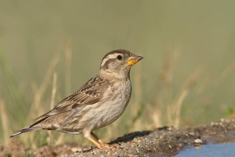 Passer petronia
