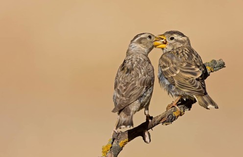 Rock sparrow
