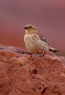 Rock Sparrow