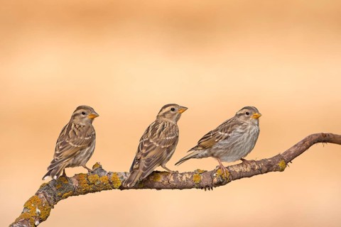 Rock Sparrow
