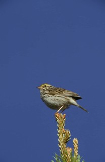 Savannah sparrows