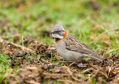 Rufous-collared sparrows