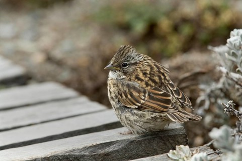 Rufous-collared sparrows