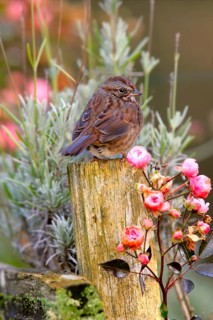 Singing song sparrow