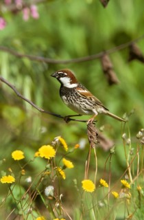 Spanish spanish sparrow