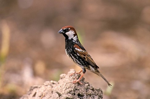 Willow Sparrow