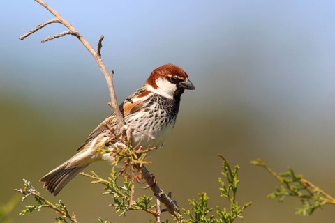 Willow Sparrow