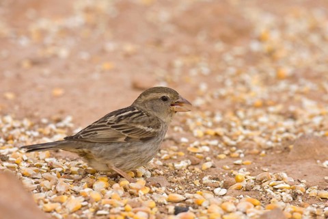 Spanish spanish sparrow