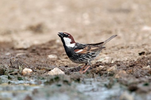 Spanish spanish sparrow