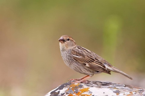 Spanish Sparrow