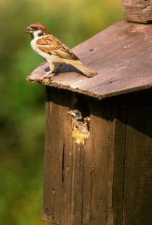 Eurasian tree sparrow